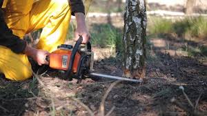 How Our Tree Care Process Works  in  Boynton Beach, FL