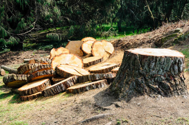 Boynton Beach, FL Tree Care Company